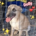 Cuccioli in Adozione 3