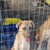 Cuccioli in Adozione 7