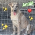 Cuccioli in Adozione 2