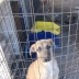 Cuccioli in Adozione 4