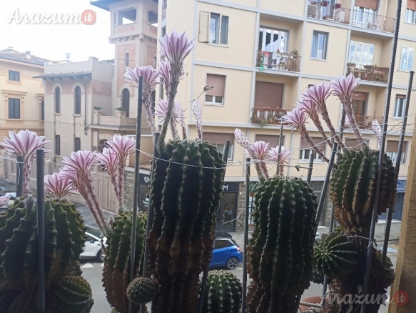 Cactus Equinopsis multi Fiori continui profumati !