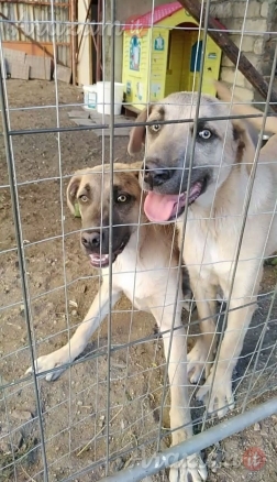 Cuccioli in Adozione