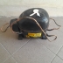 Motore Compressore per frigorifero Ariston BCS 321 AI e compatibile con altri modelli 2